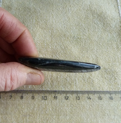 Orthoceras - 7,2 cm — foto 5