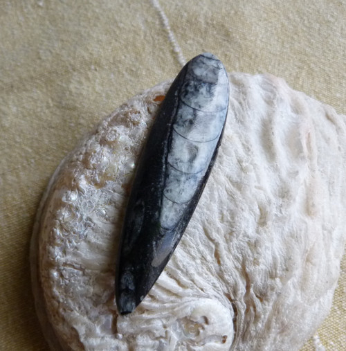 Orthoceras - 7,2 cm — foto 6