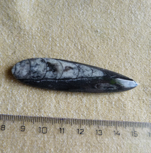 Orthoceras - 7,2 cm — foto 4