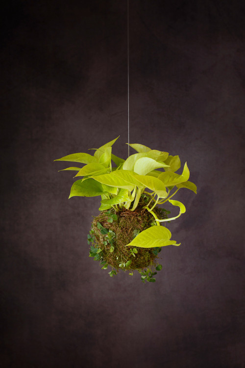 Epipremnum neon / kokedama — foto 2