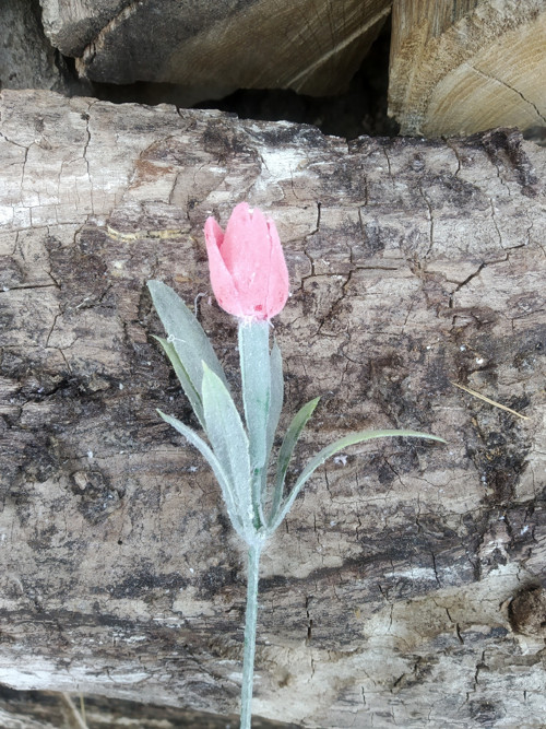 Mini tulipán 3ks- sv.červený — foto 2