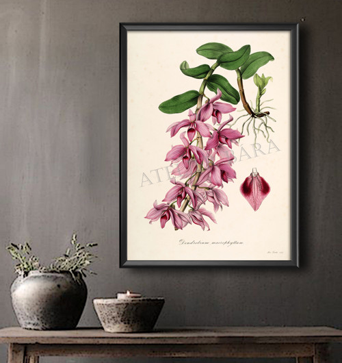 Z herbáře - orchidej — foto 5