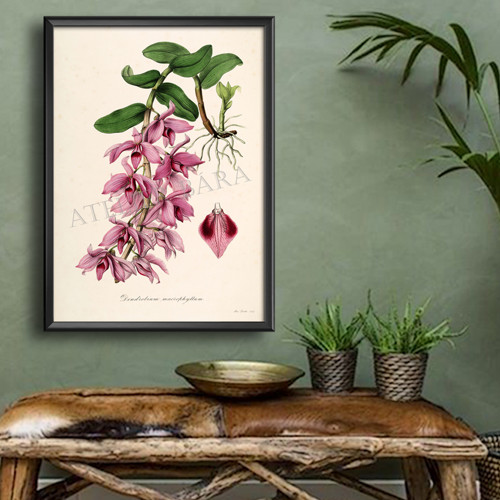 Z herbáře - orchidej — foto 3