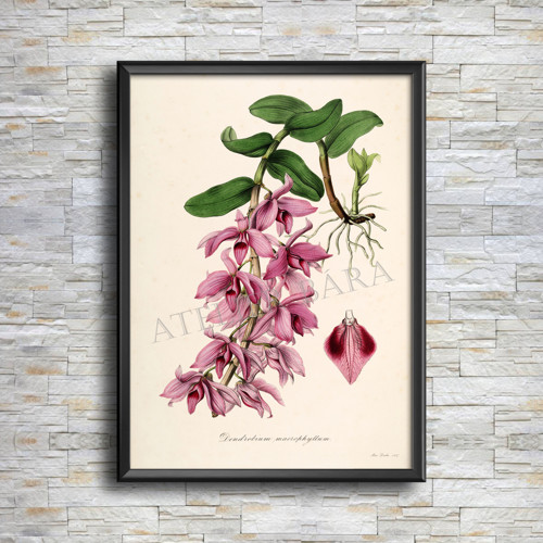 Z herbáře - orchidej — foto 4
