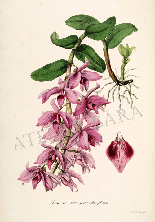 Z herbáře - orchidej — foto 2