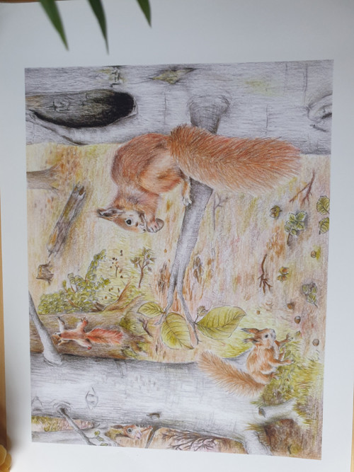 Print: Lesní ilustrace- Veveričky — foto 2