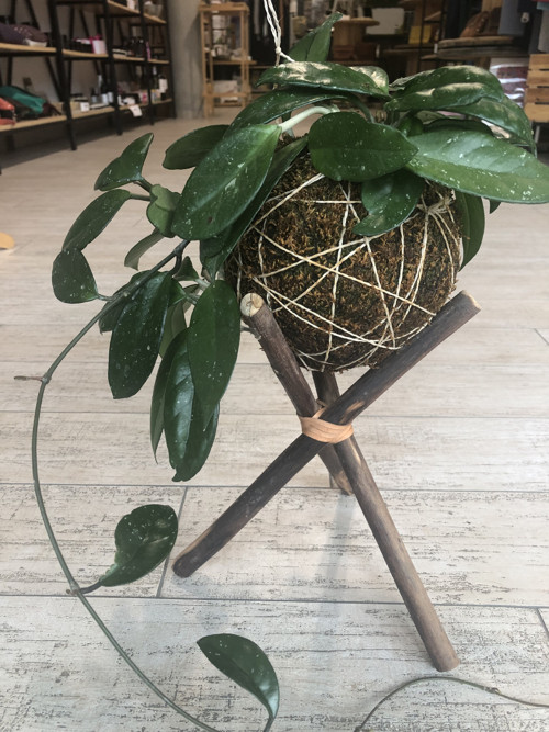 Kokedama — foto 2