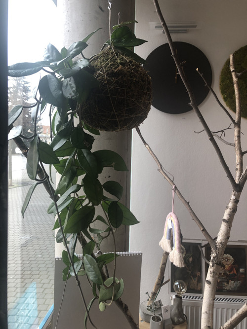 Kokedama — foto 4