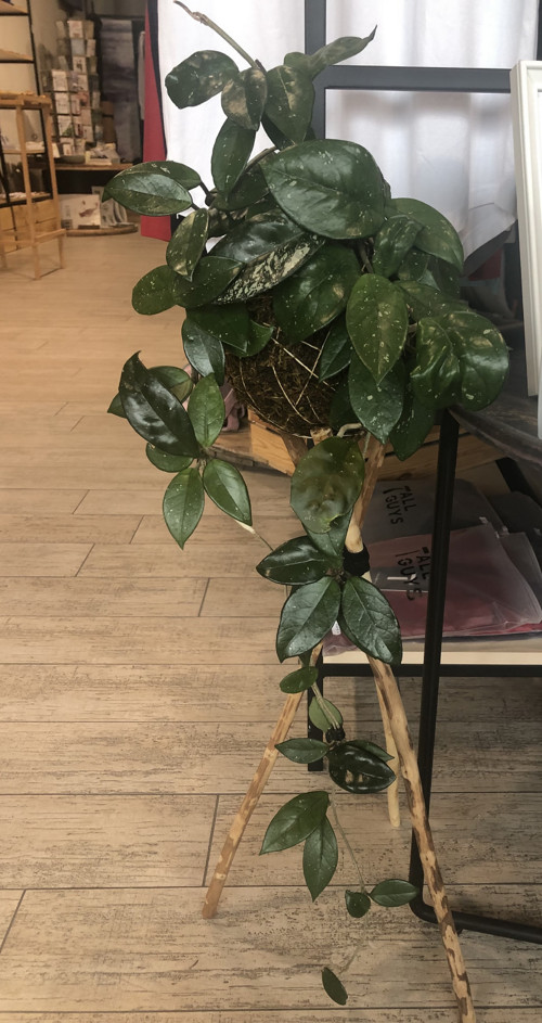 Kokedama — foto 3