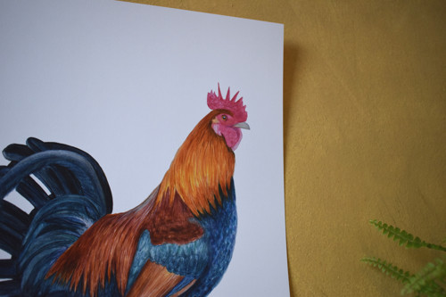 "Pan Kohout" art print — foto 2