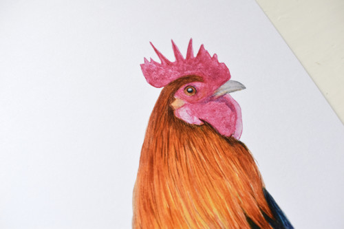 "Pan Kohout" art print — foto 4