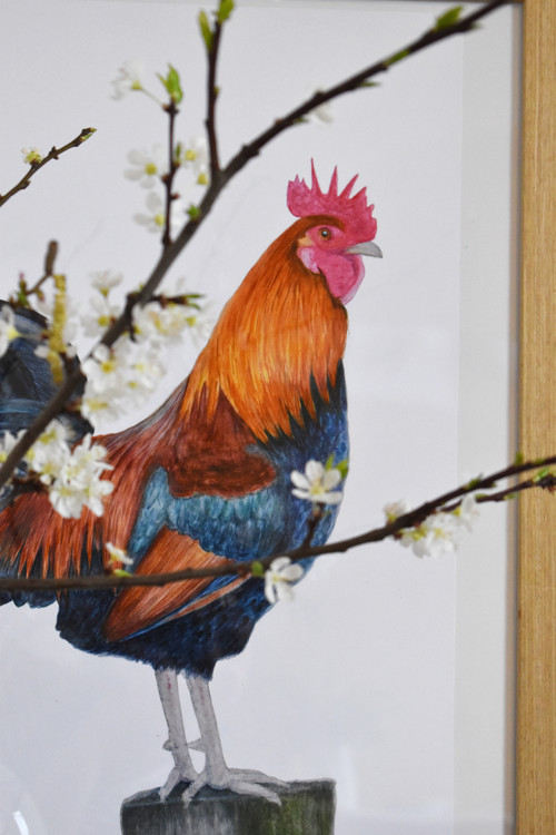 "Pan Kohout" art print v rámu — foto 2