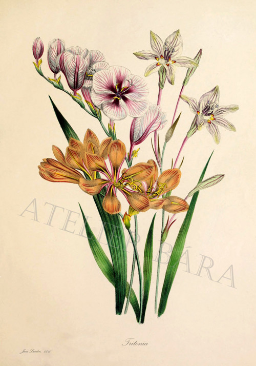 Z herbáře - tritonie — foto 2