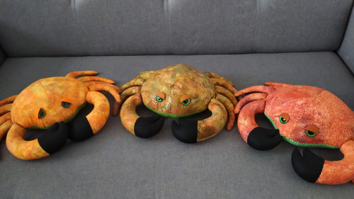 Krab morous — foto 2