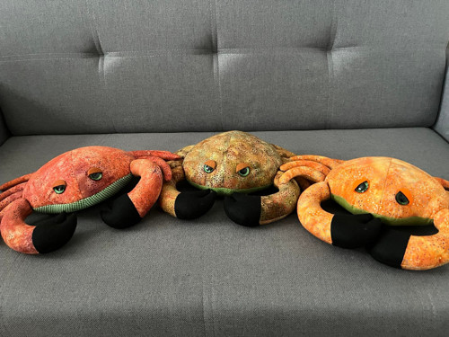 Krab morous — foto 3