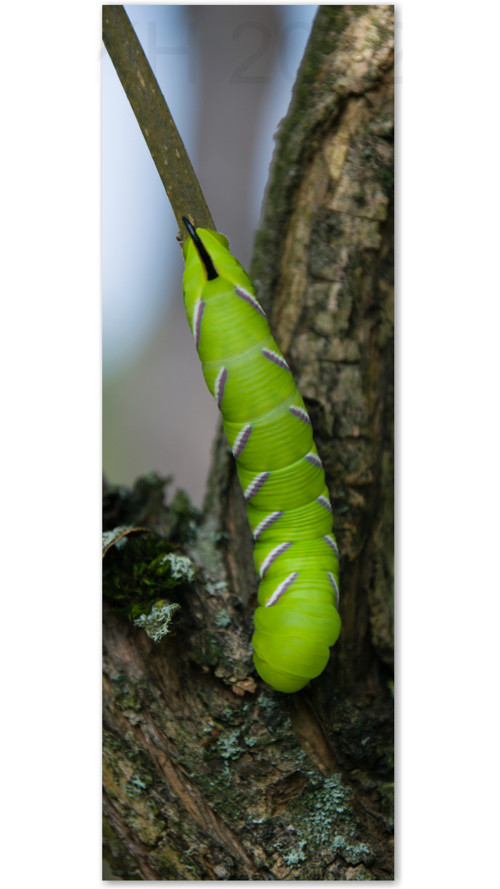 Sphinx ligustri — foto 2