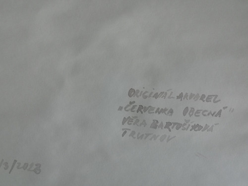 Červenka obecná — foto 5