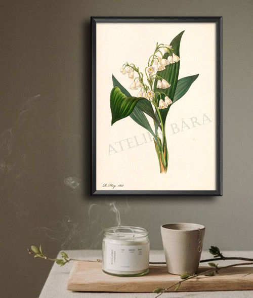 Z herbáře - konvalinka — foto 4