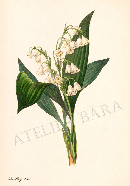 Z herbáře - konvalinka — foto 2