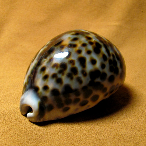 Mušle Cypraea tigris — foto 4