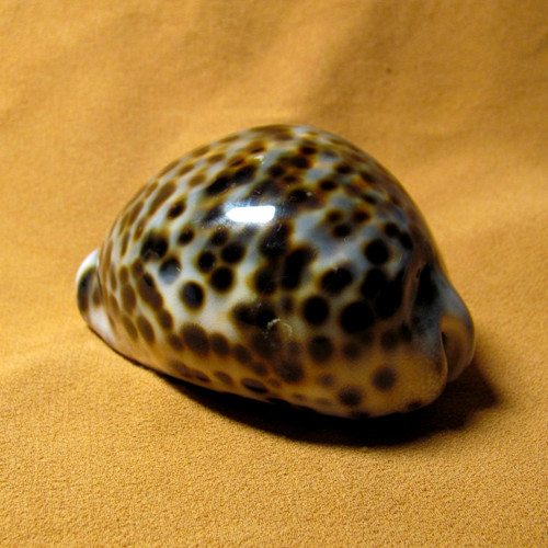 Mušle Cypraea tigris — foto 2