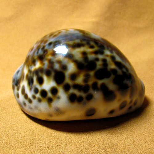 Mušle Cypraea tigris — foto 3