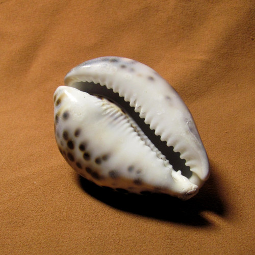 Mušle Cypraea tigris — foto 5