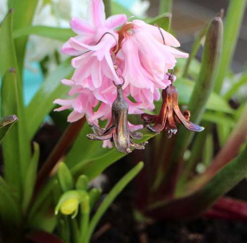 Pokovené Hyacinty - Náušnice — foto 6