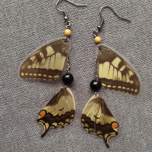 Papilio — foto 2