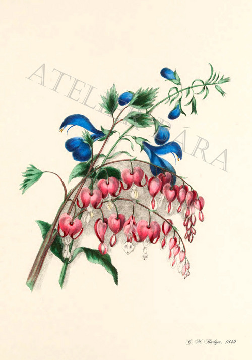 Z herbáře - srdcovka — foto 2