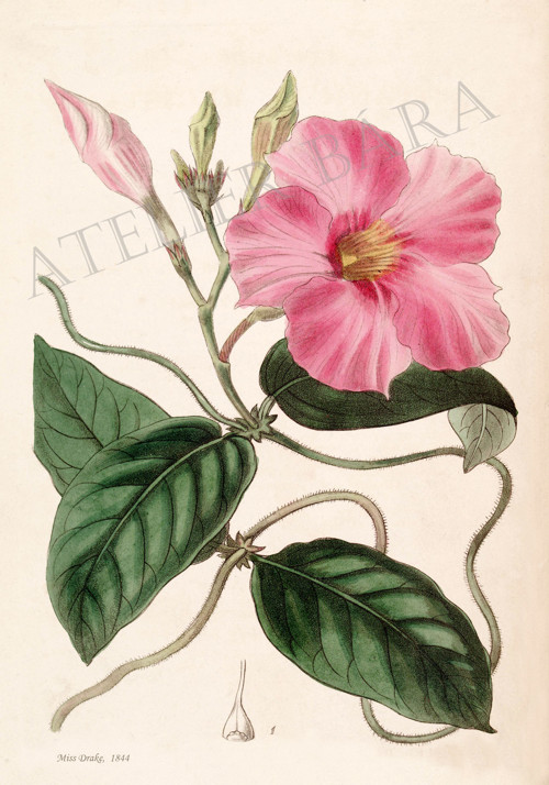 Z herbáře - dipladenia — foto 2
