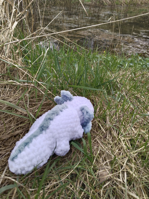 Axolotl — foto 3