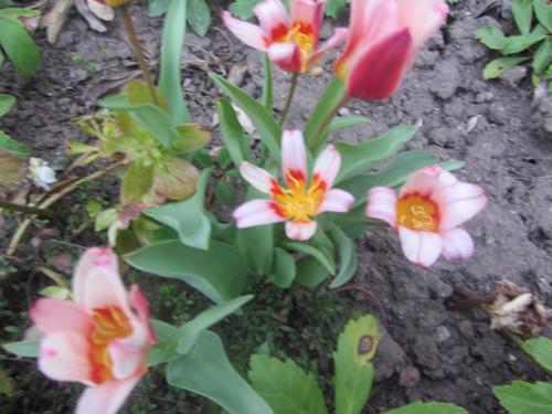 Andělíček stříbrný — foto 3