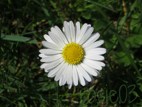 Hippies...Peace — foto 2