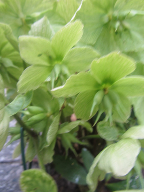 Andělíček srdíčkový žlutý — foto 4