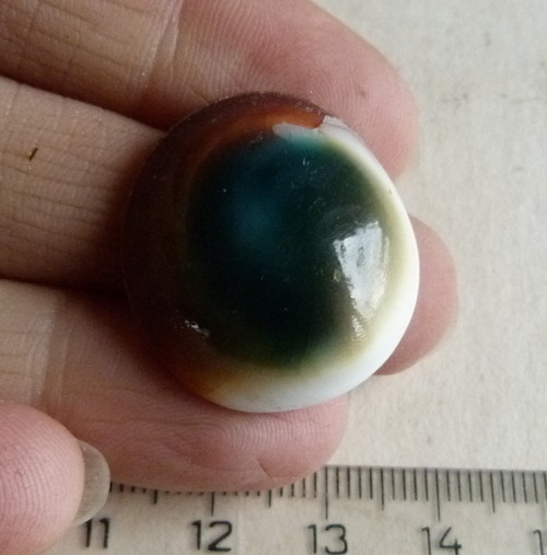 Shiva mušle - 2,6 cm (sh1) — foto 2