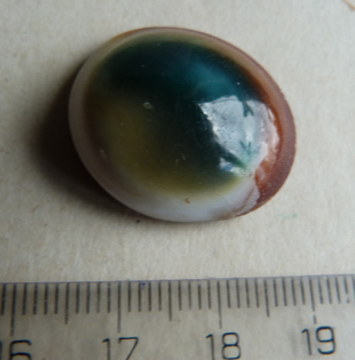 Shiva mušle - 2,6 cm (sh1) — foto 5