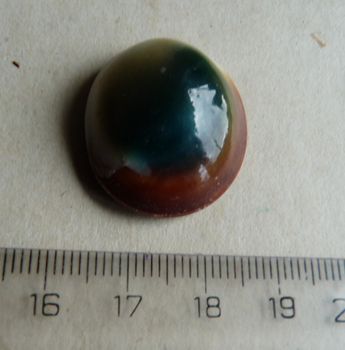 Shiva mušle - 2,6 cm (sh1) — foto 4
