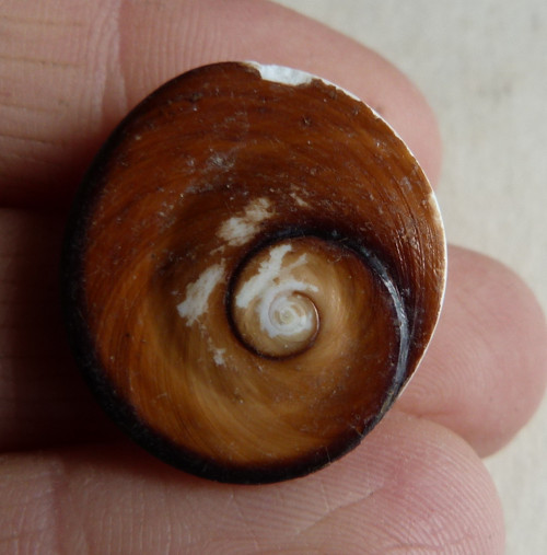 Shiva mušle - 2,3 cm (sh2) — foto 4