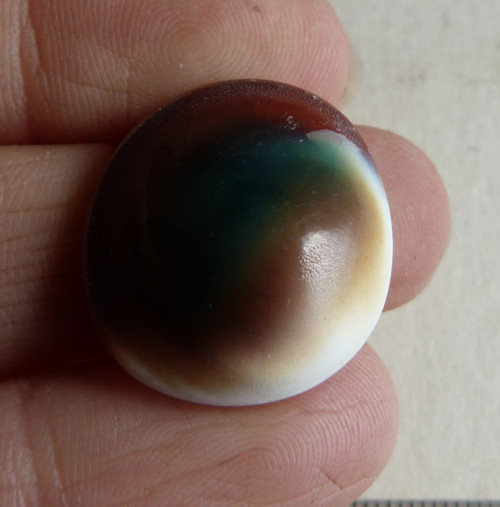 Shiva mušle - 2,3 cm (sh2) — foto 3
