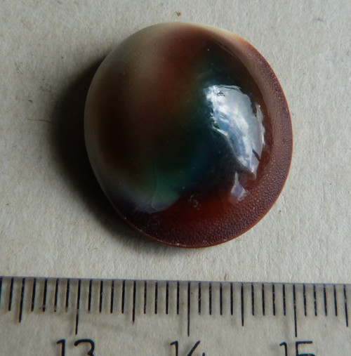 Shiva mušle - 2,3 cm (sh2) — foto 2