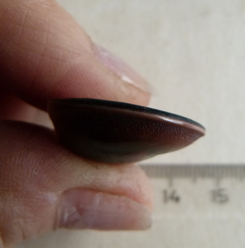 Shiva mušle - 2,3 cm (sh2) — foto 5