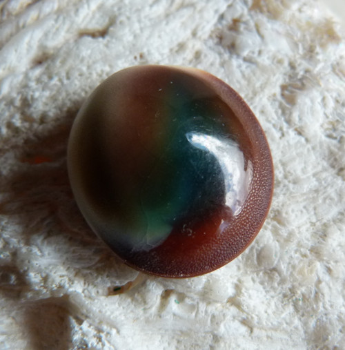 Shiva mušle - 2,3 cm (sh2) — foto 6