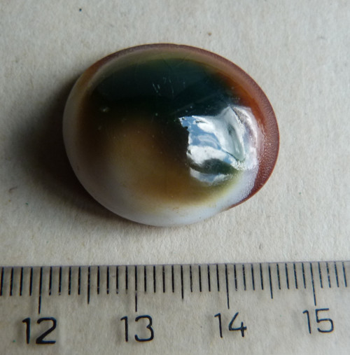 Shiva mušle - 2,5 cm (sh3) — foto 4