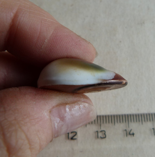 Shiva mušle - 2,5 cm (sh3) — foto 6