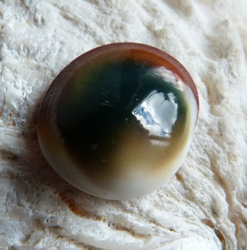 Shiva mušle - 2,5 cm (sh3) — foto 5