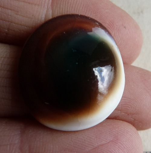 Shiva mušle - 2,3 cm (sh4) — foto 2