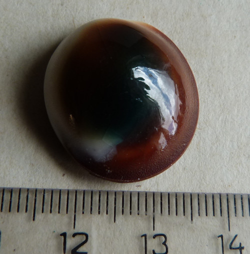 Shiva mušle - 2,3 cm (sh4) — foto 4