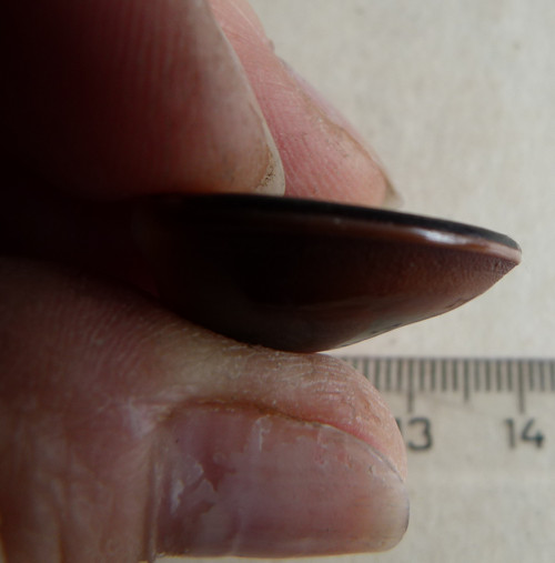 Shiva mušle - 2,3 cm (sh4) — foto 5