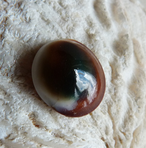 Shiva mušle - 2,3 cm (sh4) — foto 6